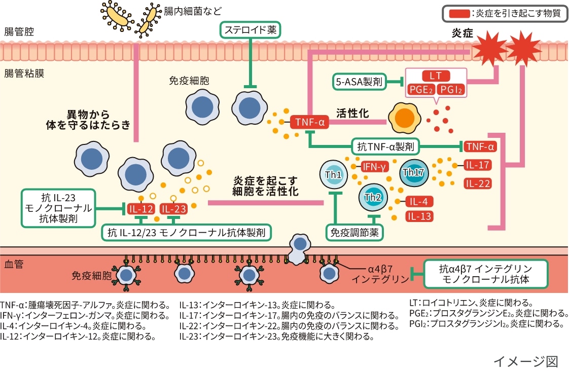各生物学的製剤のはたらきのイメージ図